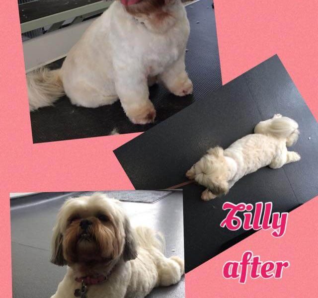 Premier Dog Grooming In Cheshire The Pet Retreat