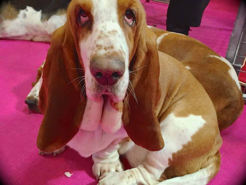 Premier Dog Grooming In Cheshire The Pet Retreat