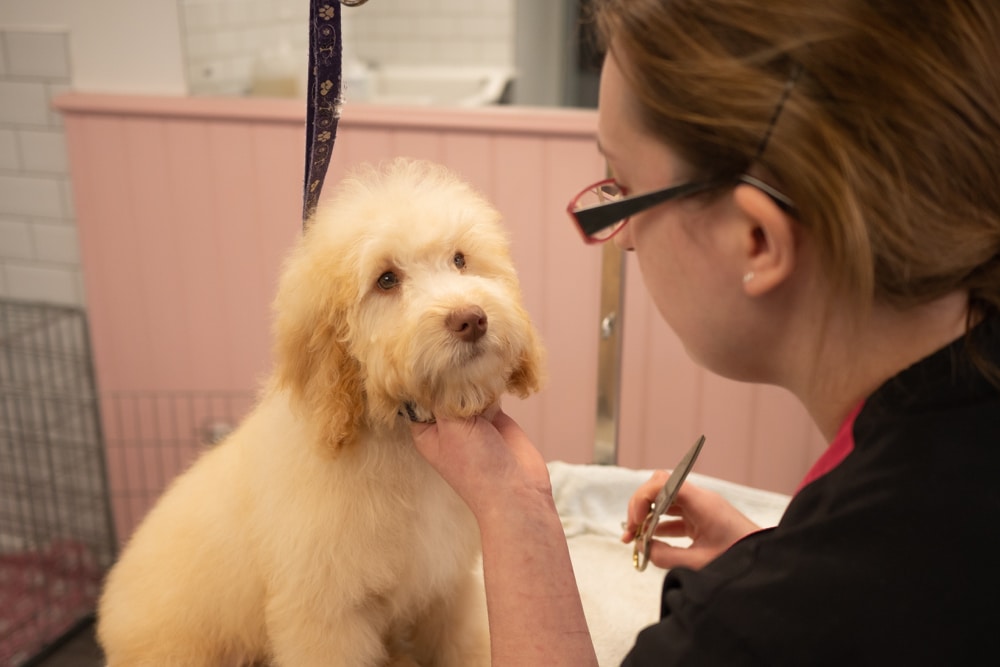 Dog Grooming in Cheshire | The Pet Retreat