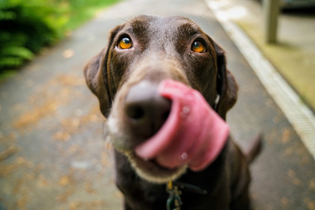 Does Your Dog Need a Lick Mat? Experts Review the Benefits for Pups