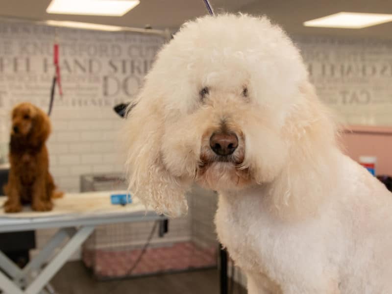 Premier Dog Grooming In Cheshire The Pet Retreat