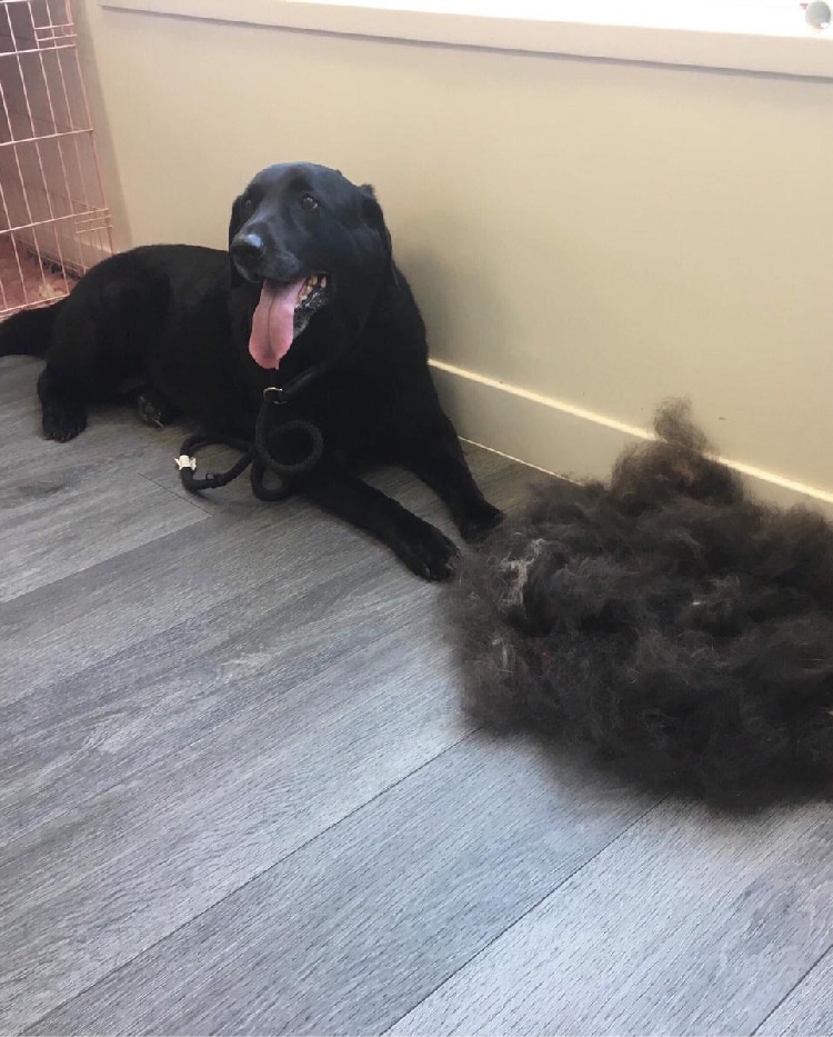 Smooth Coat Dog Grooming Guide The Pet Retreat