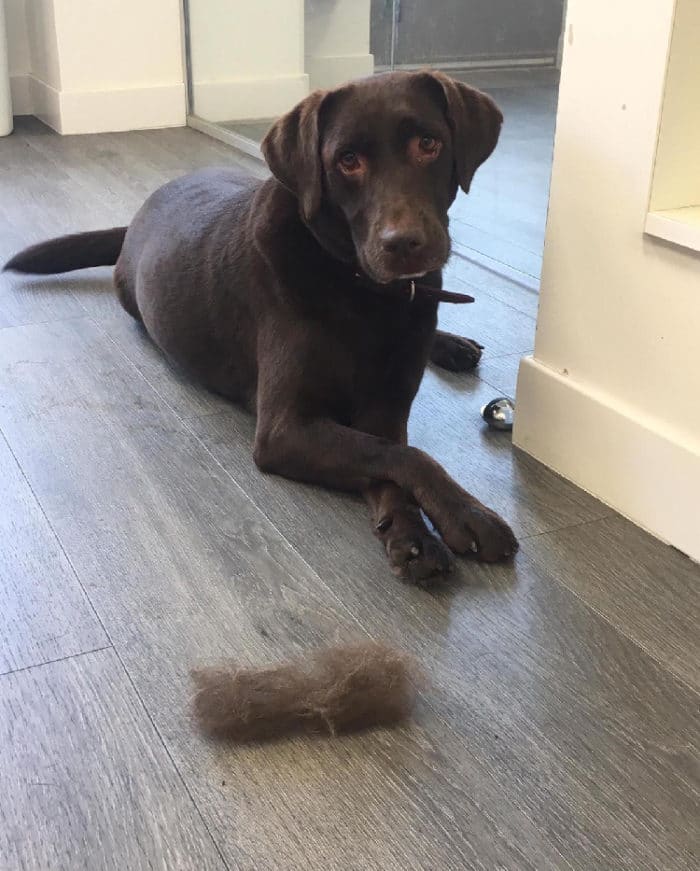 Smooth Coat Dog Grooming Guide The Pet Retreat