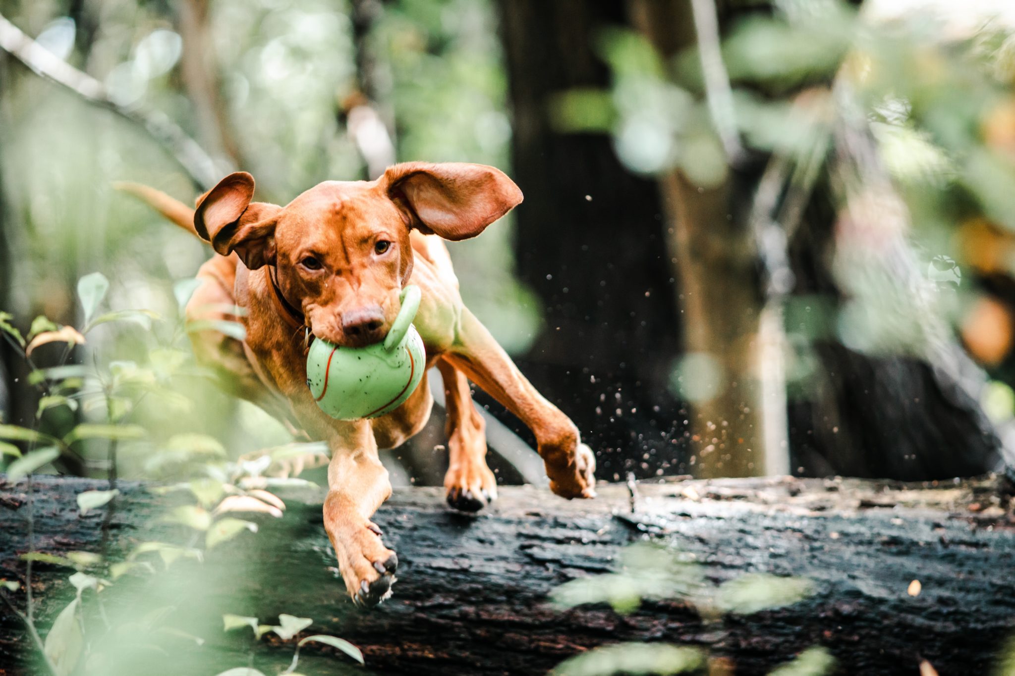 What are the different types of enrichment for dogs? The Pet Retreat
