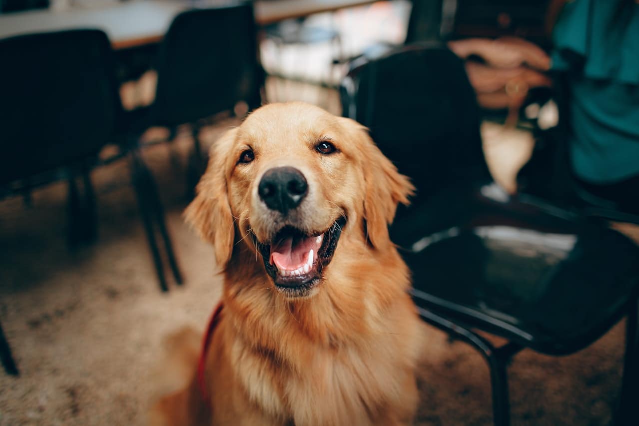happy dog sitting in cafe blurred background